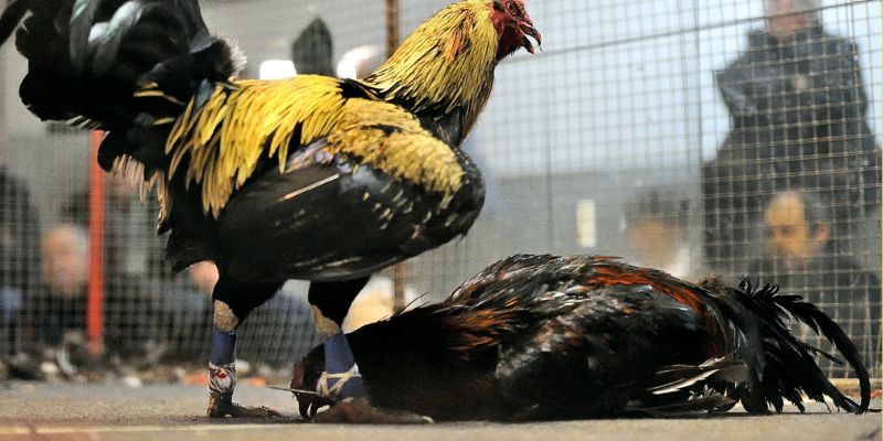 Trực Tiếp Đá Gà Cựa Sắt Thomo 99OK Hay Đến Khó Cưỡng 1 Trực Tiếp Đá Gà Cựa Sắt Thomo Hay Đến Khó Cưỡng