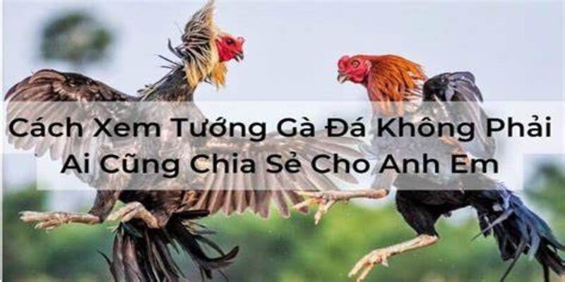 Cách Chọn Tướng Gà Đá 99OK: Bí Quyết Giúp Bạn Chiến Thắng 1 Các lưu ý quan trọng khi chọn tướng gà