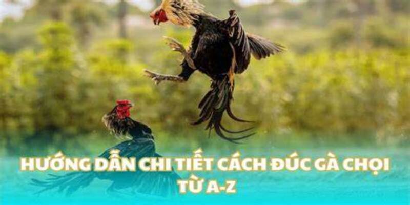 Các lưu ý quan trọng khi chọn tướng gà
