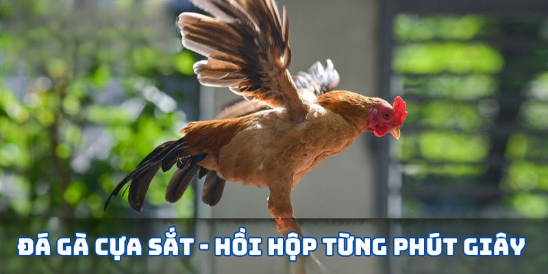 Đá Gà Cựa Sắt 99OK: Trải Nghiệm Thú Vị và Cách Chơi Hiệu Quả 1 da ga cua sat hoi hop
