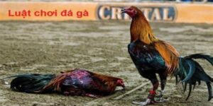 luat choi da ga 2