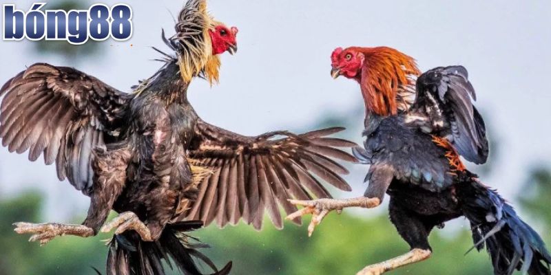 Tổng Hợp Thuật Ngữ Đá Gà Mà Dân Chơi Không Thể Bỏ Qua 2 Thuật ngữ đá gà là gì?