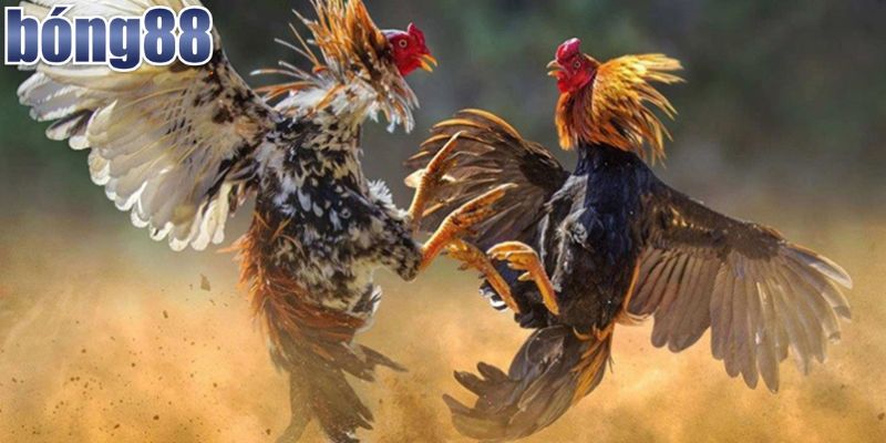 Tổng Hợp Thuật Ngữ Đá Gà Mà Dân Chơi Không Thể Bỏ Qua 3 Tìm hiểu các thuật ngữ đá gà thông dụng