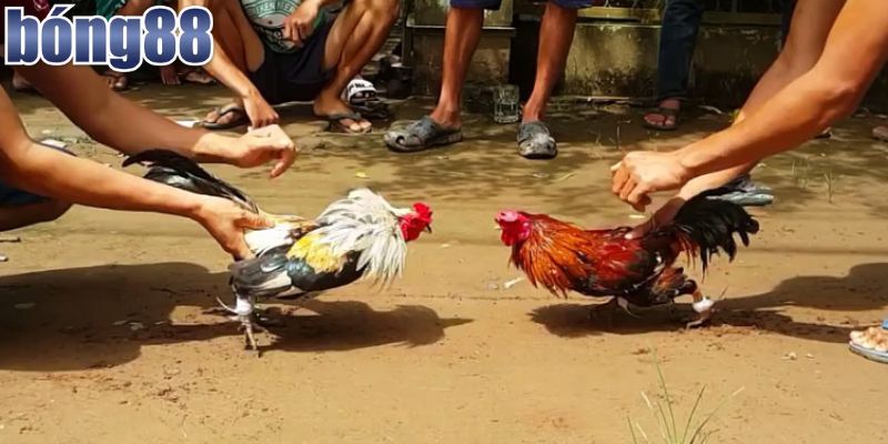 Tổng Hợp Thuật Ngữ Đá Gà Mà Dân Chơi Không Thể Bỏ Qua 4 Bí quyết nâng cao tỷ lệ thắng khi chơi đá gà
